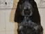 Cocker spaniel Sky - Sky 12 uger