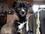 Blanding af racer ROSA <3  alaskan husky - border collie - 8,5 uge