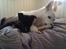 Blanding af racer ROSA <3  alaskan husky - border collie - 9 uger.. elsker min storebror <3