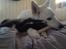 Blanding af racer ROSA <3  alaskan husky - border collie - 9 uger