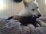 Blanding af racer ROSA <3  alaskan husky - border collie - 9 uger