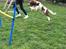 Engelsk springer spaniel Sille