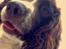 Engelsk springer spaniel Sille
