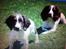 Engelsk springer spaniel Sille