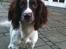 Engelsk springer spaniel Sille