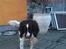 Engelsk springer spaniel Sille