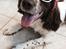 Engelsk springer spaniel Sille