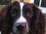 Engelsk springer spaniel Sille