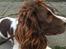 Engelsk springer spaniel Sille