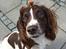 Engelsk springer spaniel Sille