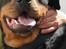 Rottweiler Fafner<3 |Faffe'laffe|<3