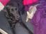 Labrador retriever Captain Morgan Freeman