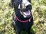 Labrador retriever Captain Morgan Freeman