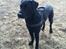 Labrador retriever Captain Morgan Freeman