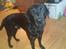 Labrador retriever Captain Morgan Freeman