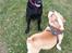Labrador retriever Captain Morgan Freeman
