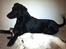 Labrador retriever Captain Morgan Freeman