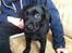 Labrador retriever Captain Morgan Freeman