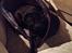 Mops Berta