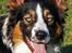 Border collie Jett R.I.P