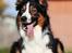 Border collie Jett R.I.P