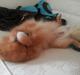 Pomeranian Skizo <3