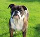 Olde english bulldogge Milbakkens helmut ( Chico )