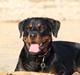 Rottweiler Vindelsbo Imilla - Kaldenavn Asrah