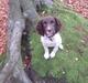 Engelsk springer spaniel Tjalfe