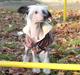 Chinese crested hårløs zita