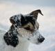 Jack russell terrier My