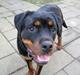 Rottweiler Line