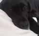 Labrador retriever Nala