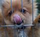 Pomeranian Ane's Alma