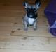 Fransk bulldog kika