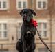 Cane corso Nero d'Avolas Dressed for Success