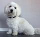 Coton de tulear Diva
