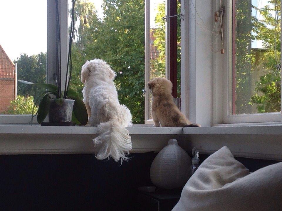 Shih tzu Hector billede 11