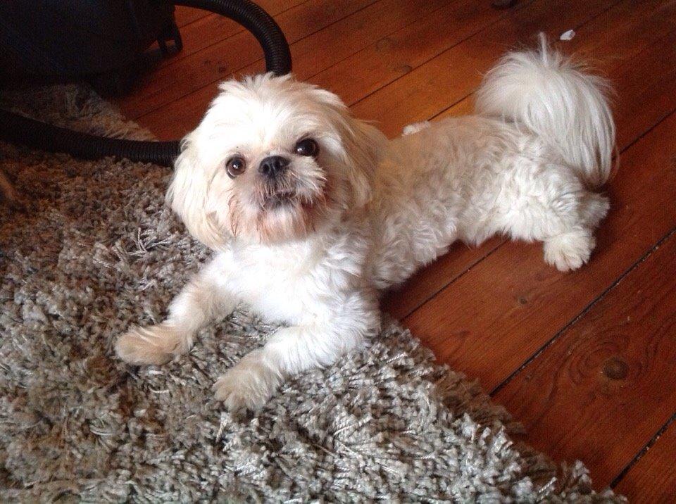 Shih tzu Hector billede 12