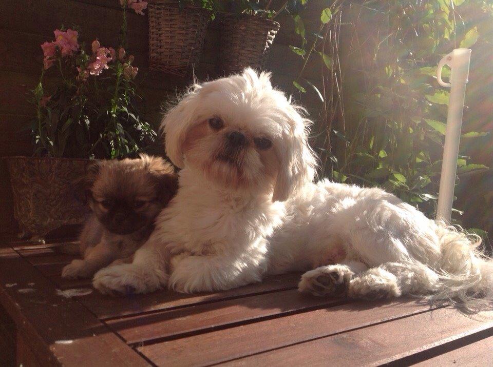Shih tzu Hector billede 13