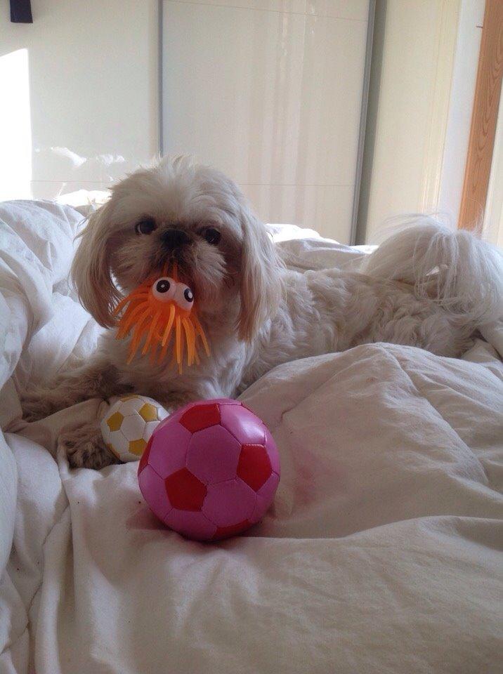 Shih tzu Hector billede 14