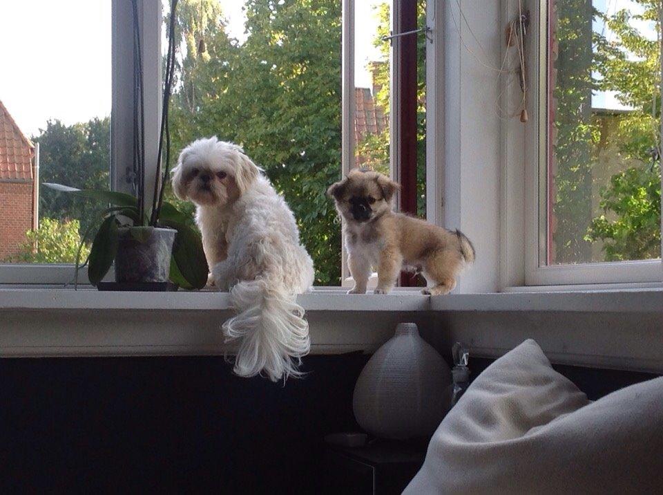 Blanding af racer Mojo billede 9