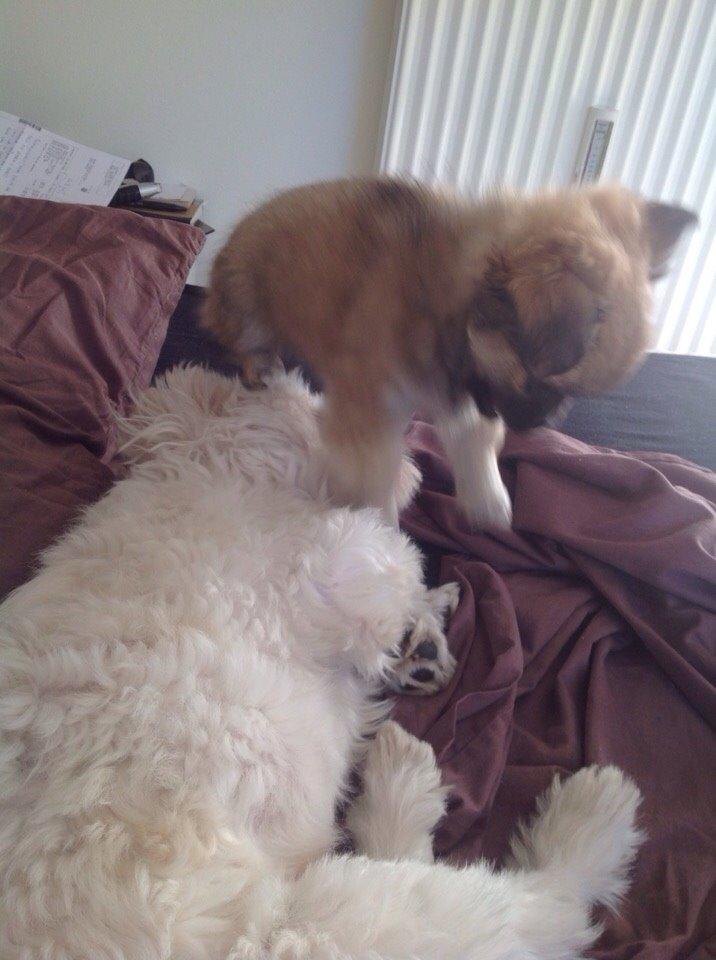 Blanding af racer Mojo billede 11