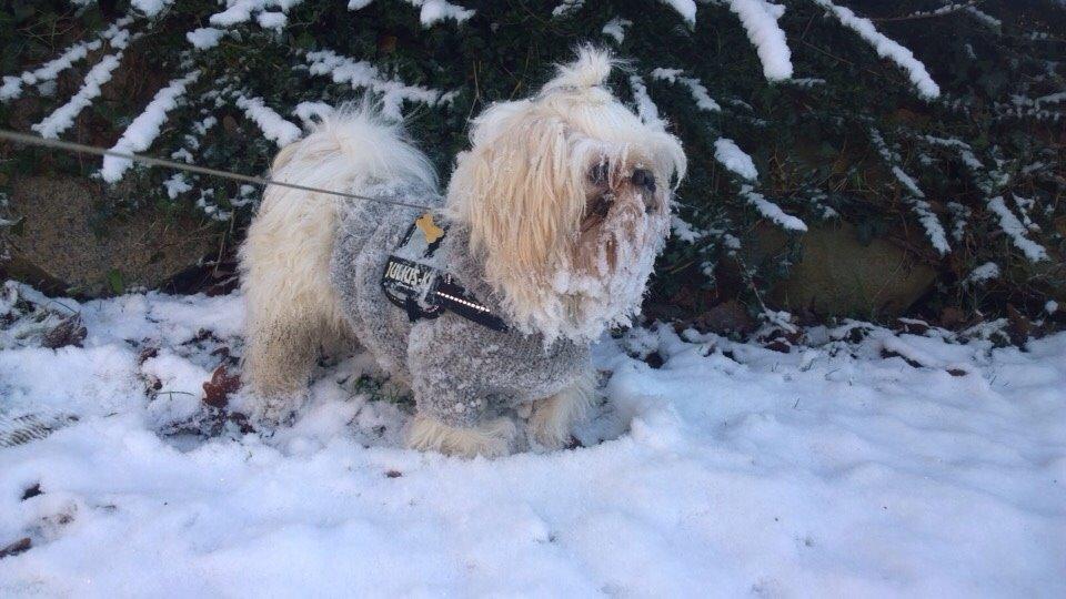 Shih tzu Hector billede 15