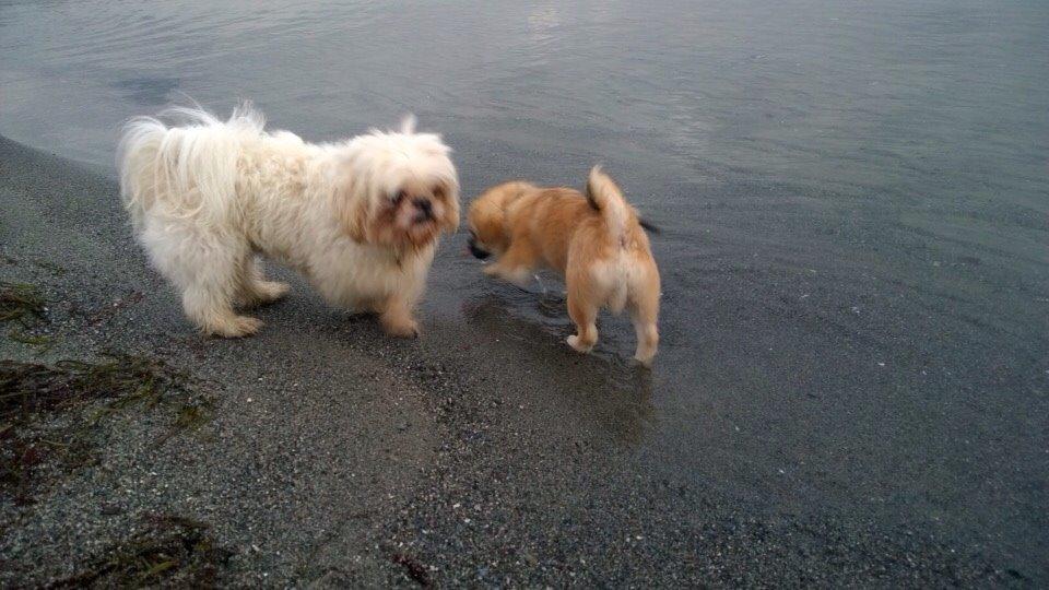 Shih tzu Hector billede 16