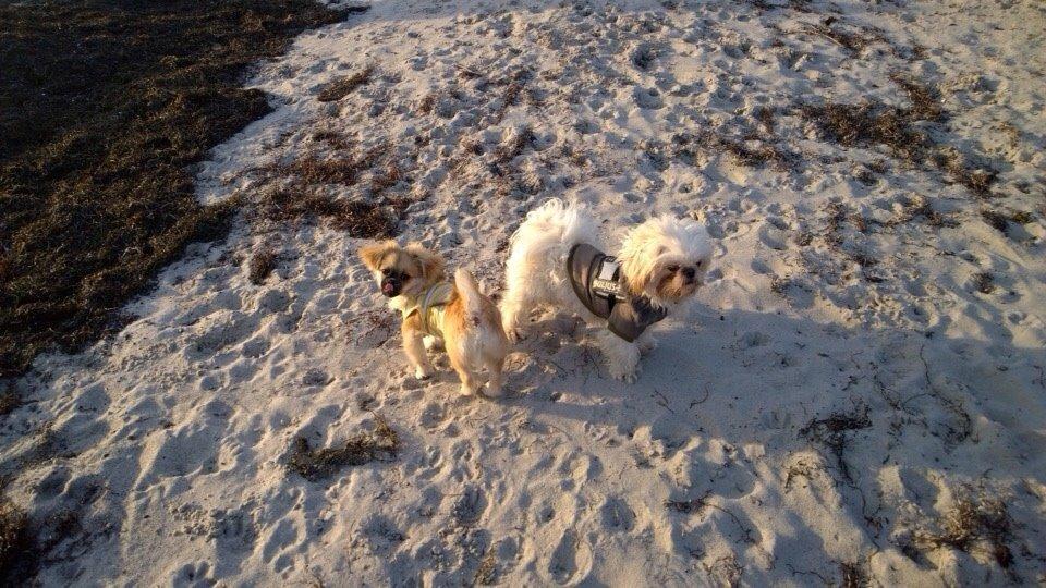 Shih tzu Hector billede 17