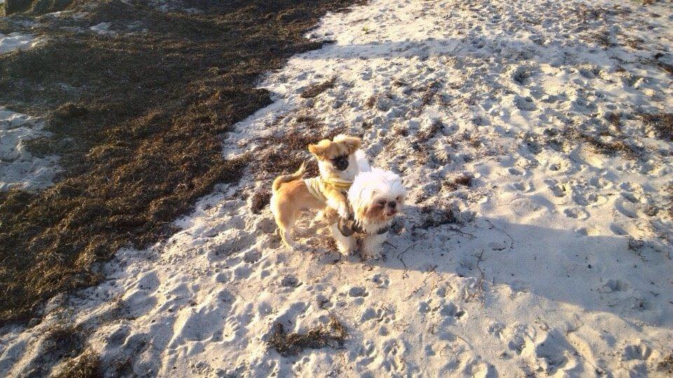 Shih tzu Hector billede 18