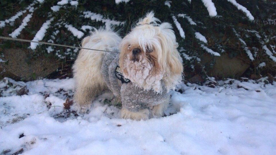 Shih tzu Hector billede 19