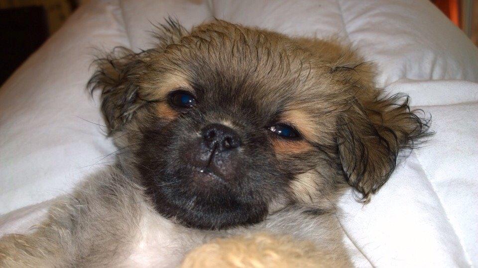 Blanding af racer Mojo billede 13