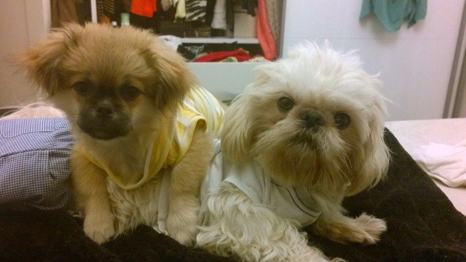 Blanding af racer Mojo billede 14